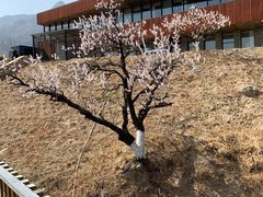 -紫云台香草园