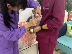 -北京观赏动物医院·24小时大型综合·猫专科·异宠专科
