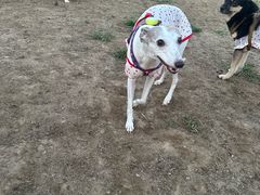 -爪吧宠物乐园 (温榆河示范区店)