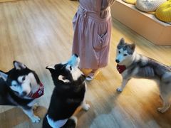 -Husky Go! 哈士奇体验馆·宠物咖啡厅狗咖