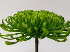 -杭州植物园