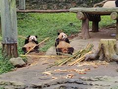 -都江堰中华大熊猫苑