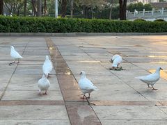 -顺峰山公园