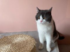 -猫儿山۰猫主题餐厅
