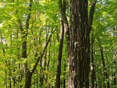 -五女峰国家森林公园