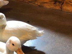 -昆明大悦城未来动物城(螺蛳湾中心店)