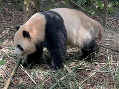 -都江堰中华大熊猫苑