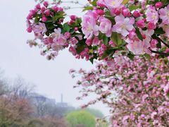 -海棠花溪(元大都城垣遗址公园)