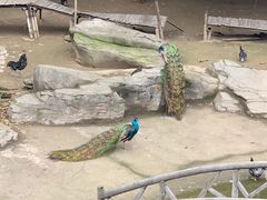 -南昌动物园