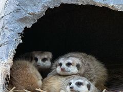 -泉州海丝野生动物世界