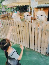 -萌宠亲子动物乐园(槐房万达店)