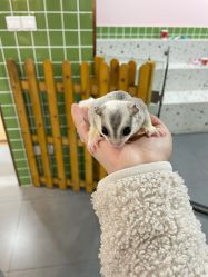 -Moni星球萌宠·小马宝莉·灵蛇·高端高阶全萌宠互动体验俱乐部(红豆国际广场店)