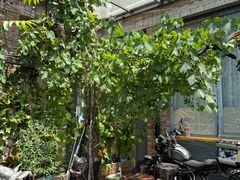 -新疆狼爷烤肉(宋庄店)