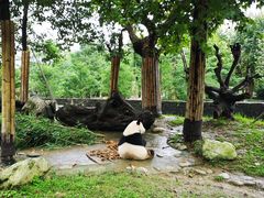 -都江堰中华大熊猫苑