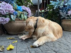 -火车头法国西餐厅