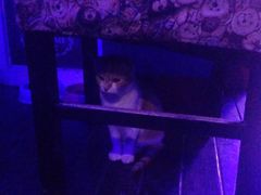 -星宿秘码(鼓浪屿老店)