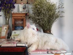 -Anne猫窝咖啡屋