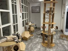 -楼上猫咖(罗湖店)