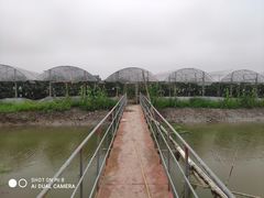 -马陆小张葡萄园农家乐