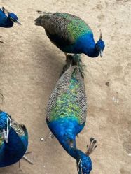 -萌宠亲子动物乐园(槐房万达店)