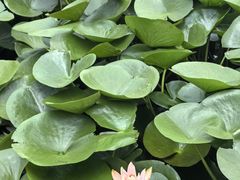 -同銮特种养殖场·龙虾垂钓