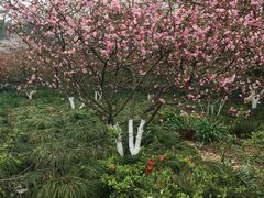 -西湖外事游船(花港观鱼码头)