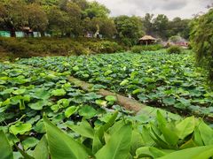 -广州莲花山旅游区