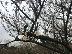 -香雪海