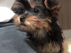 -翊宠yipet猫狗购宠庄园犬舍•猫舍