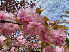 -新虹桥中心花园