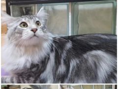 -十年猫舍·猫咪专门店(普陀店)