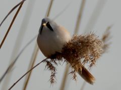 -鸿运楼烤鸭店(天桥店)
