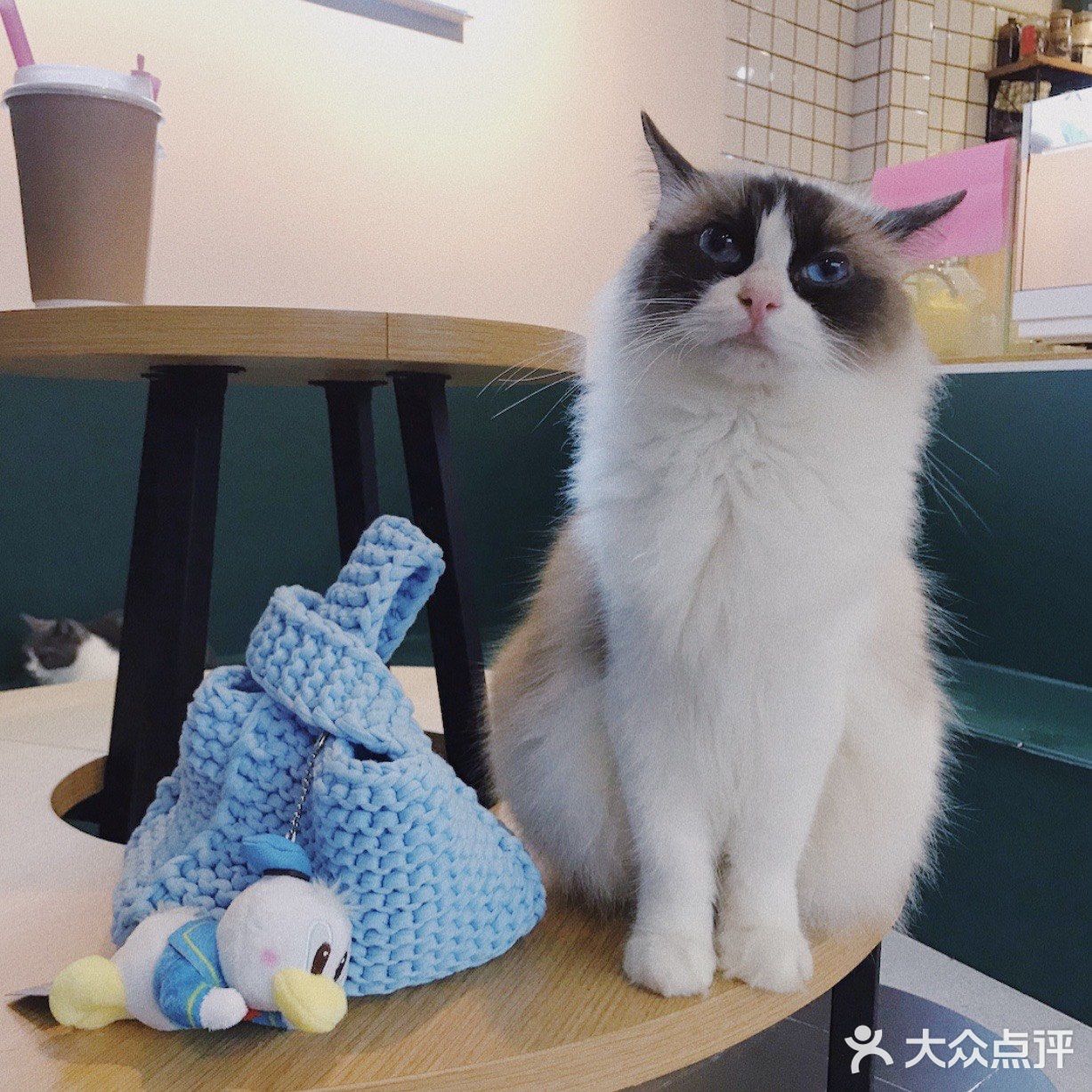 打卡一家可以rua猫又可以撸狗的店