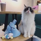 打卡一家可以rua猫又可以撸狗的店