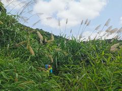 -阳台山森林公园