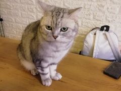 小白-平行世界·猫咖(首经贸店)