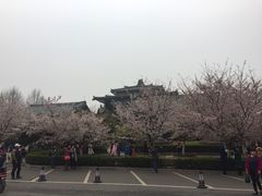 -田园小观园(武大店)