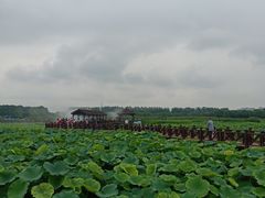 -荷塘月色湿地公园·向阳花洲