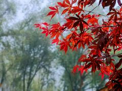 -叠溪松坪沟景区