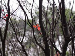 -昆山城市生态森林公园