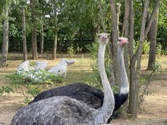 -大连森林动物园