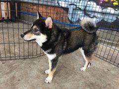 -柴犬高等学院·狗咖·柴犬售卖·宠物训练