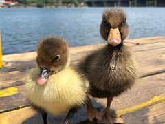 -长白岛森林公园