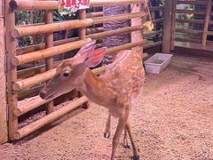 -正佳雨林生态植物园