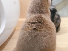 -爪爪喵星球·猫舍(益田假日里店)