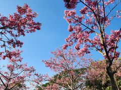 -风云岭森林公园