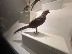 -四川大学博物馆