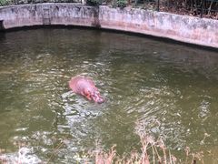 -深圳野生动物园