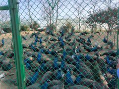 -泗洪洪泽湖湿地景区