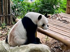 -深圳野生动物园